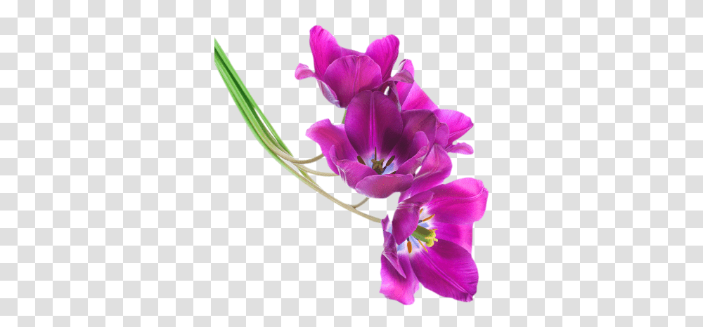 Download Free Tulips Tulip Flower Purple, Plant, Blossom, Gladiolus, Amaryllis Transparent Png