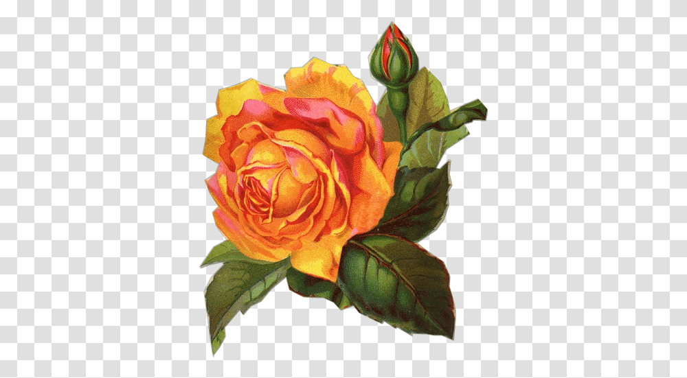 Download Free Victorian Flowers And Vintage Fruit Clip Art Orange Flower Vintage, Rose, Plant, Blossom, Petal Transparent Png