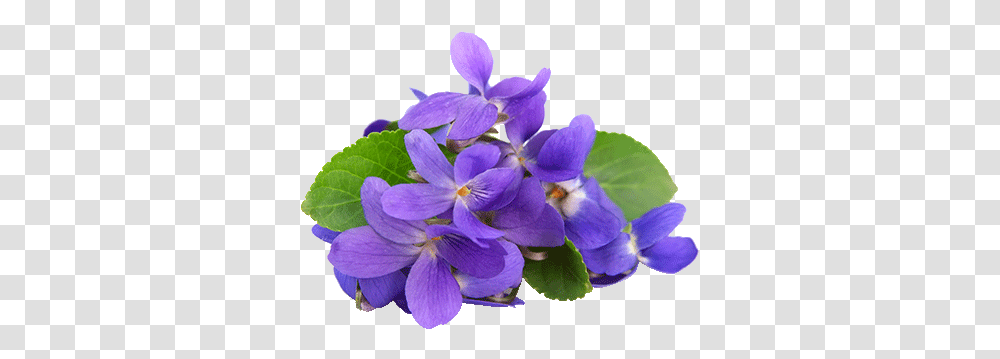 Download Free Violets Violet Essential Oil, Geranium, Flower, Plant, Blossom Transparent Png