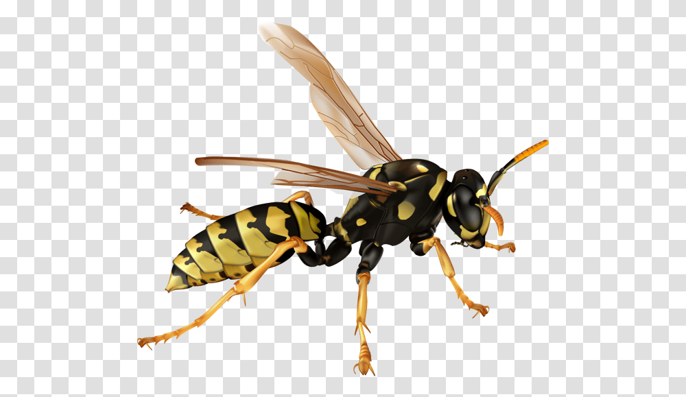 Download Free Wasp Wasp, Bee, Insect, Invertebrate, Animal Transparent Png