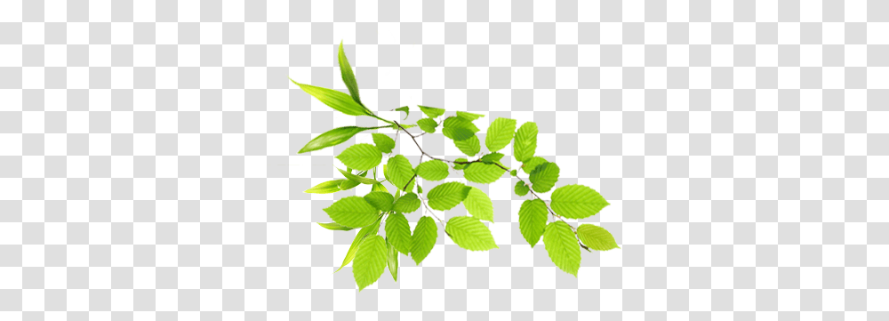 Download Free Watercolor Leaves Picture Dlpngcom Real Leaves Background, Plant, Leaf, Green, Vase Transparent Png