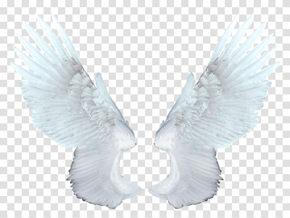 Download Free White Angel Wings Animation Of Angel Wings, Bird, Animal, Pigeon, Dove Transparent Png