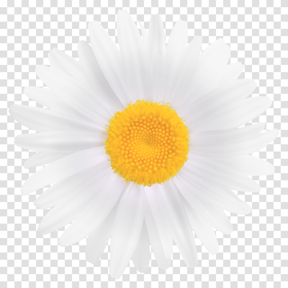 Download Free White Daisy Flower Clipart Image Customizable 3d Print Gear, Plant, Daisies, Blossom Transparent Png