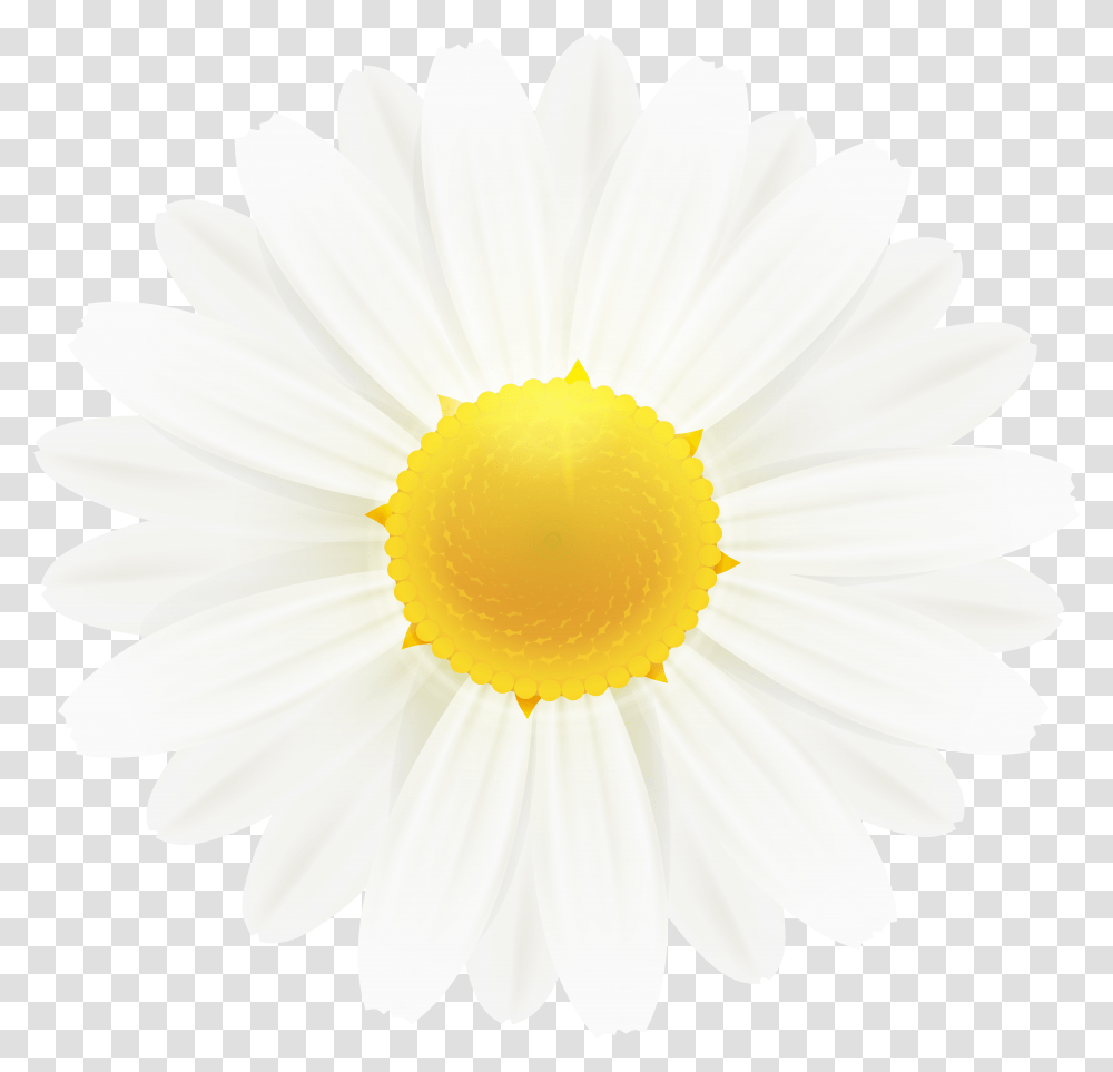 Download Free White Daisy Flower Clipart Image Gallery Flowers Transparent Png