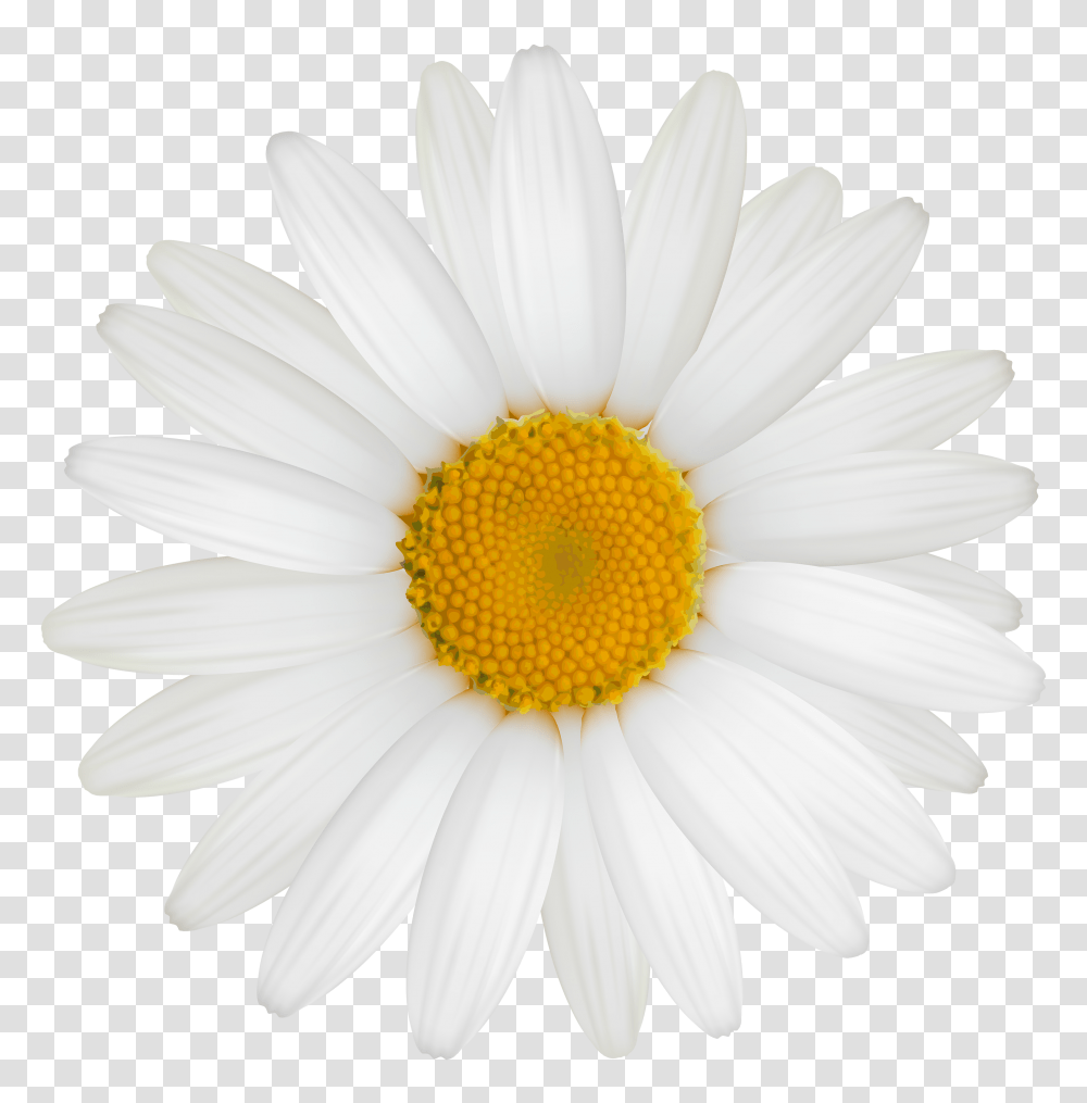 Download Free White Daisy White Daisy Flower, Plant, Daisies, Blossom Transparent Png