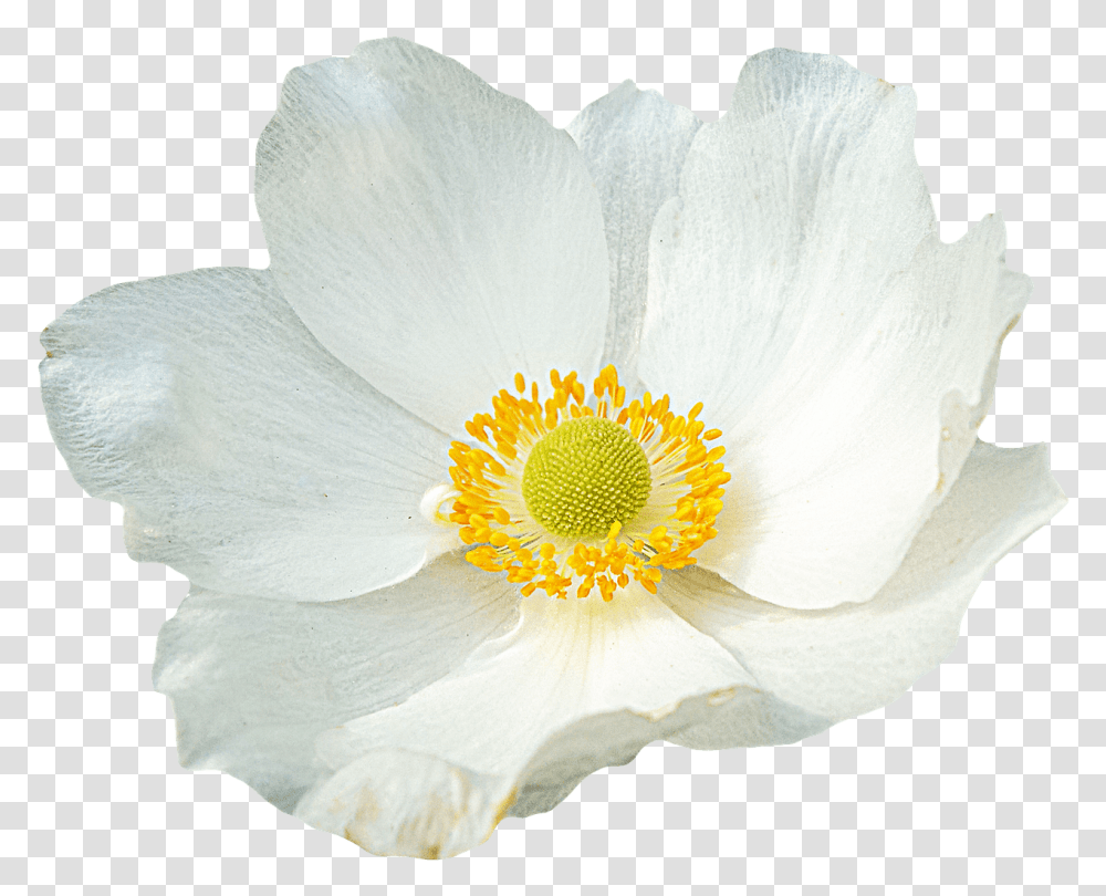 Download Free White File White Flower, Anemone, Plant, Blossom, Pollen Transparent Png