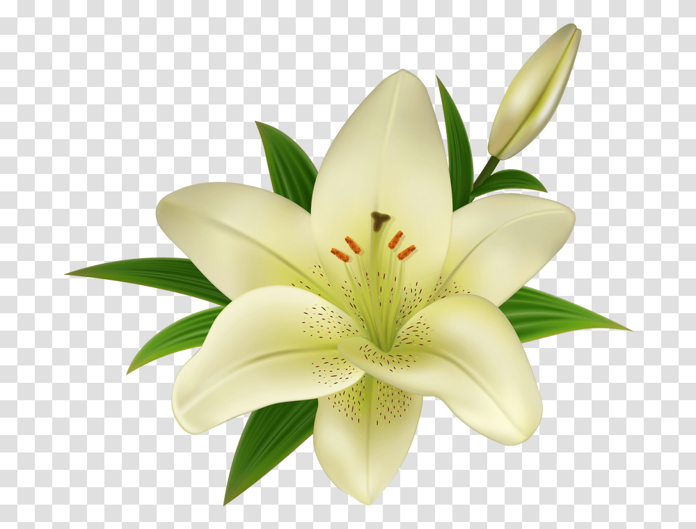 Download Free White Lily Flower Lily Flower Background, Plant, Blossom, Petal, Anther Transparent Png