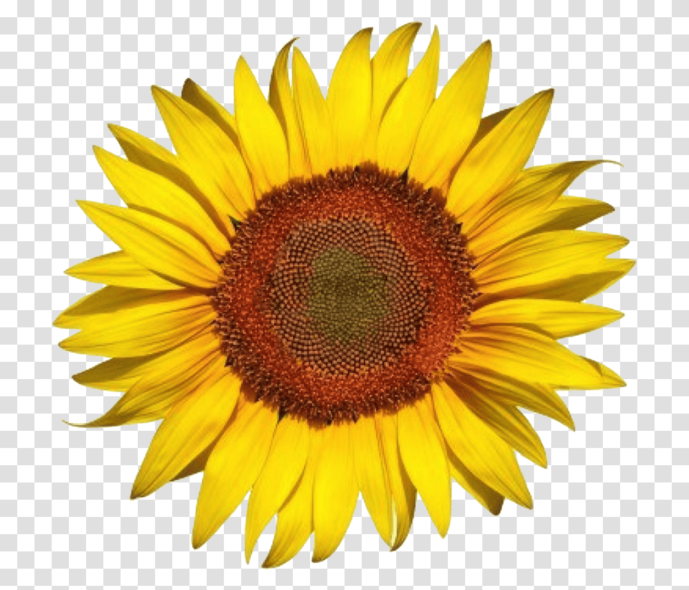 Download Free White Sunflower Image With Live Life In Full Bloom Sunflower, Plant, Blossom Transparent Png