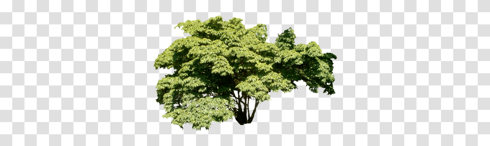 Download Free Wide Tree Treepng Pond Pine, Plant, Maple, Oak, Potted Plant Transparent Png