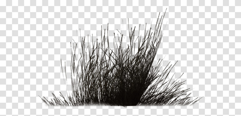 Download Free Winter Vegetation Bushes Black And White, Nature, Outdoors, Flower, Plant Transparent Png