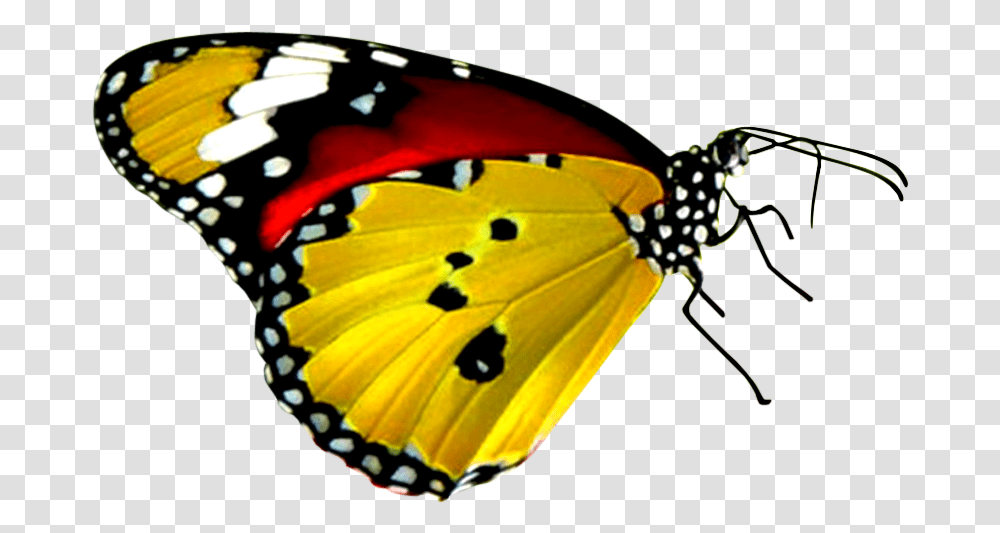 Download Free Yellow Butterfly Red Yellow And Black Butterfly, Insect, Invertebrate, Animal, Monarch Transparent Png