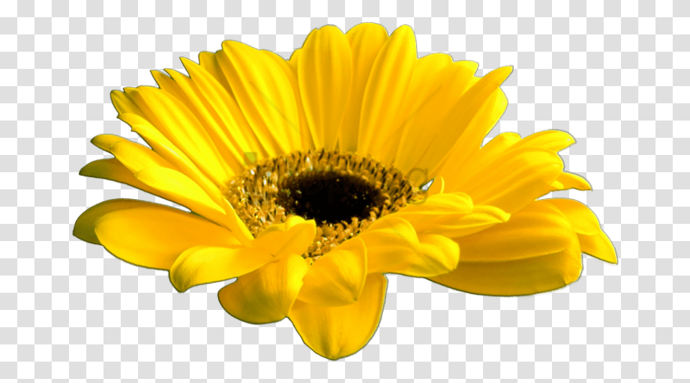 Download Free Yellow Flower Crown Make A Sunflower In Illustrator, Plant, Blossom, Daisy, Daisies Transparent Png