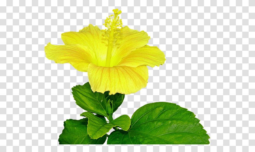 Download Free Yellow Hibiscus Flower Pist Dlpngcom Pistil, Plant, Blossom, Acanthaceae, Leaf Transparent Png