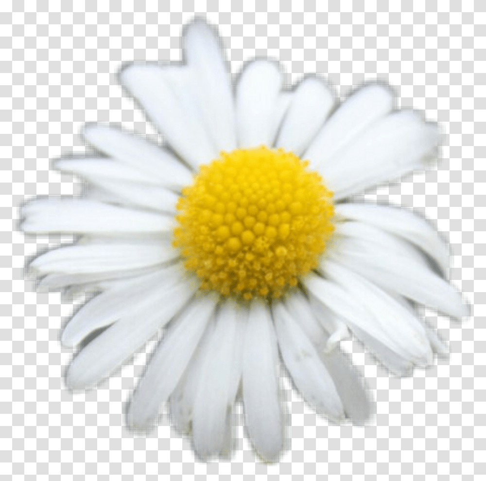 Download Freetoedit Daisy White Flower Flowers Yellow Cute Lovely, Plant, Daisies, Blossom, Pollen Transparent Png
