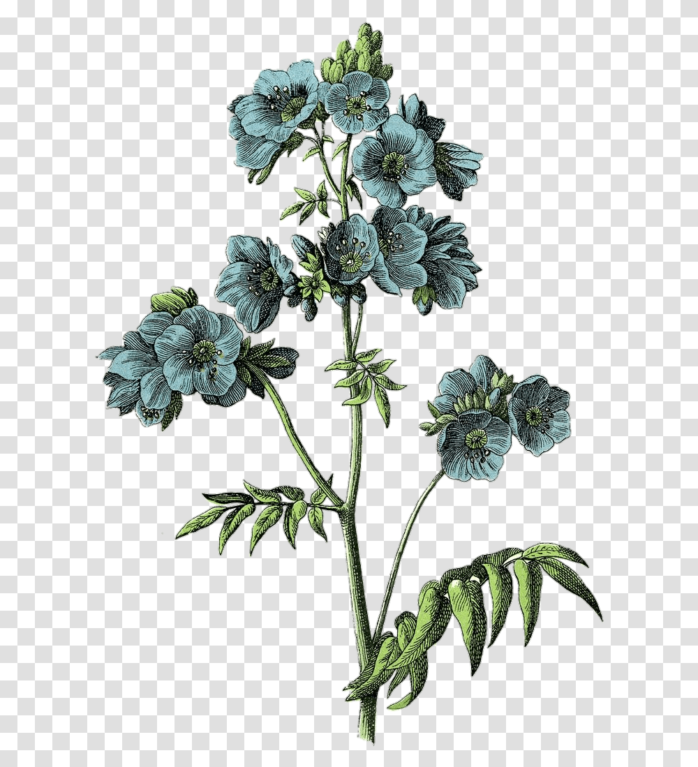 Download Freetoeditvintage Draw Flower Aesthetic Blue Botanical Flowers, Plant, Leaf, Tree, Annonaceae Transparent Png
