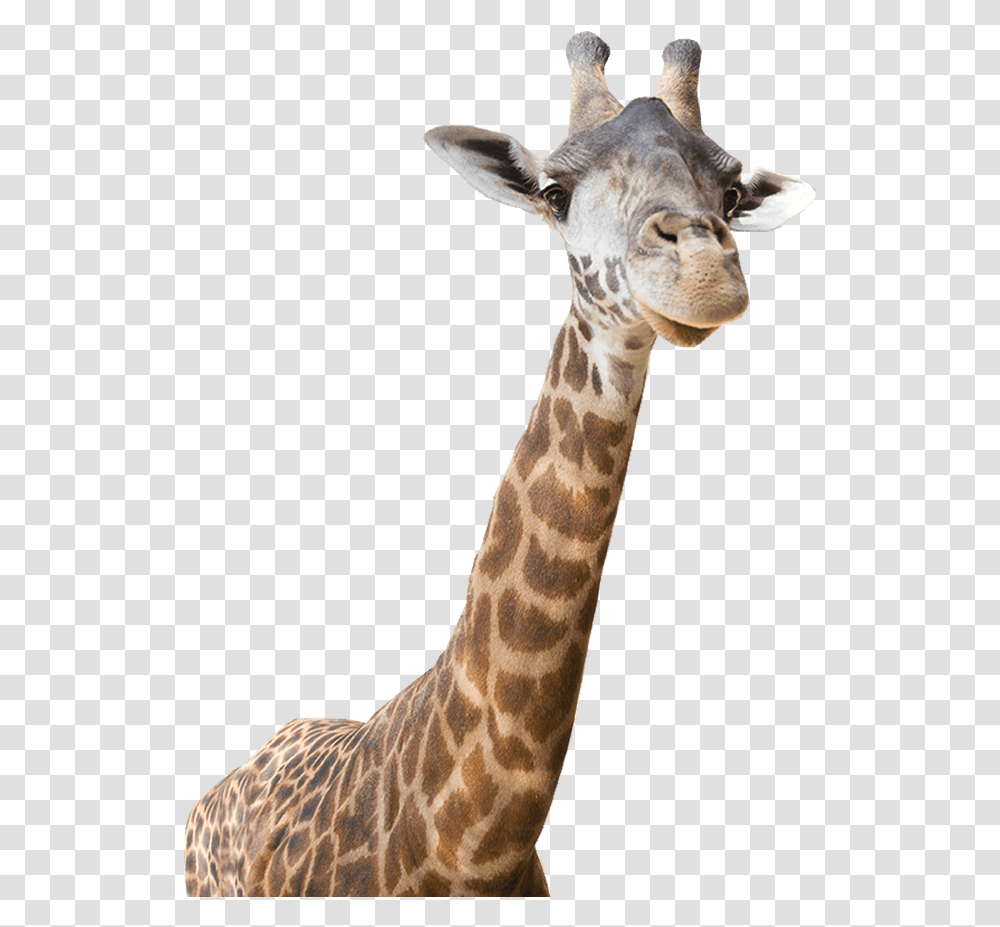 Download Freeuse Giraffe Real Zoo Animals, Wildlife, Mammal Transparent Png