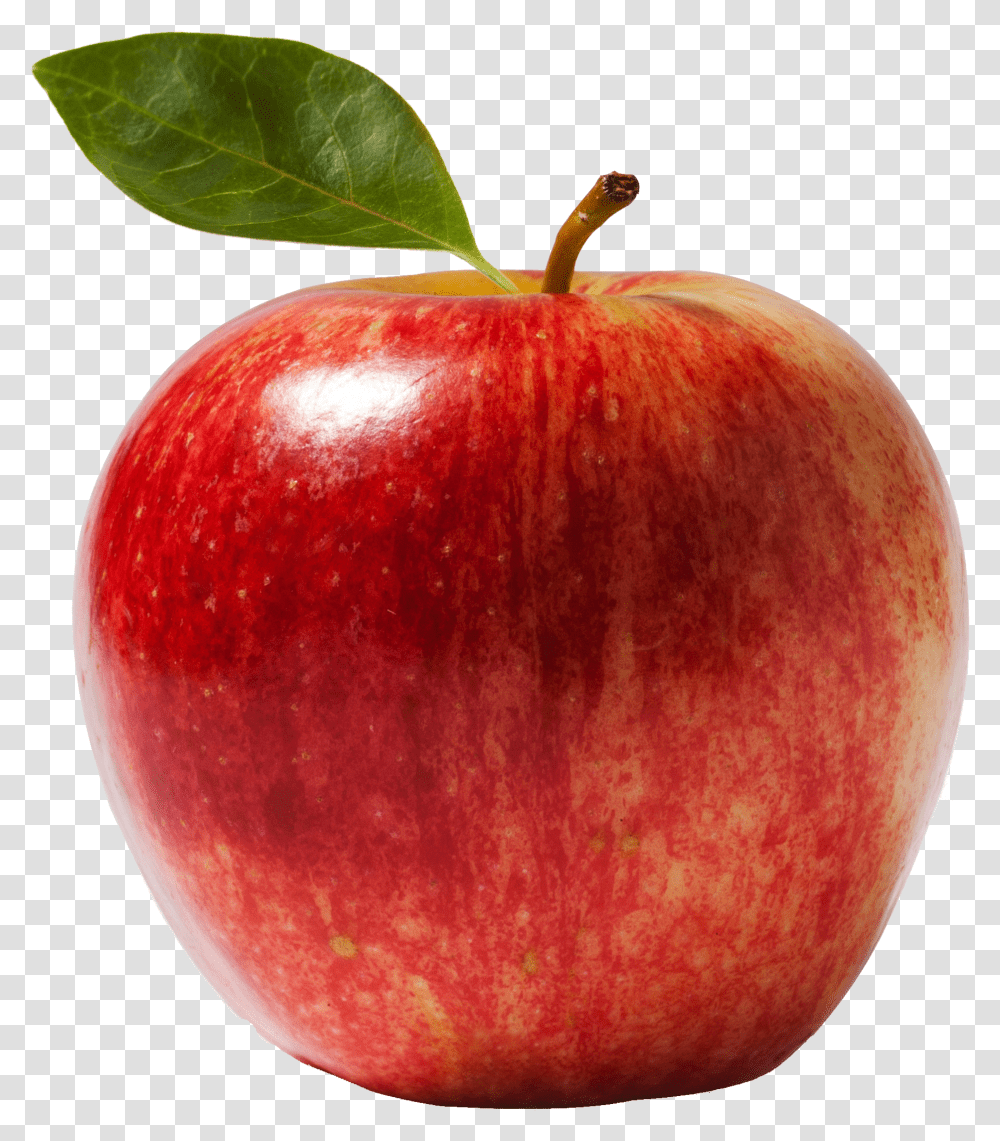 Download Fresh Apple Image For Free Scientific Name Of Apple Transparent Png