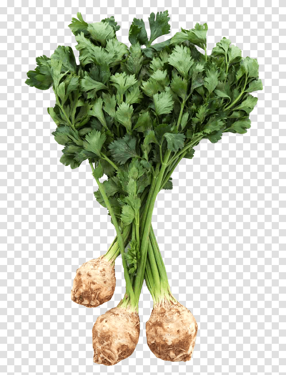 Download Fresh Celery Root With Leaves Image For Free Celery Root, Plant, Vase, Jar, Pottery Transparent Png