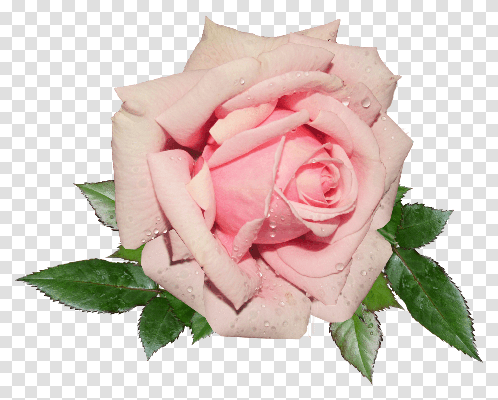 Download Fresh Pink Rose Image For Free Pink Rose Background Transparent Png