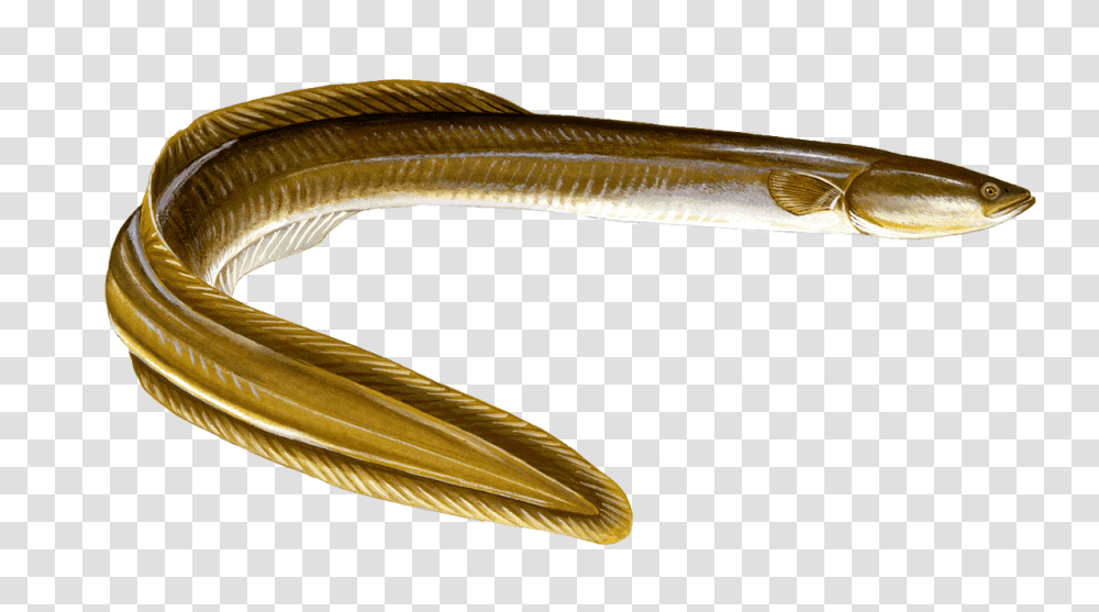Download Fresh Water Eel, Fish, Animal Transparent Png