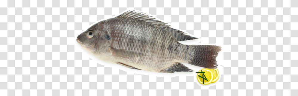 Download Fresh Water Fishes Tilapia Image With No Tilapia, Animal, Perch Transparent Png