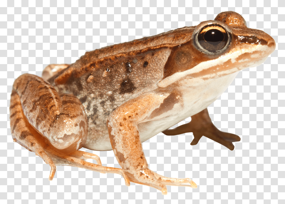 Download Frog Different Animals Transparent Png