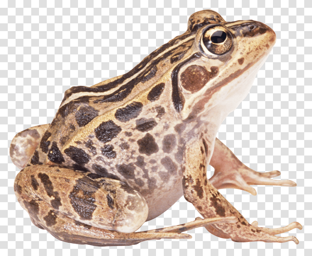 Download Frog Free Image And Clipart Frog Hd, Amphibian, Wildlife, Animal, Giraffe Transparent Png