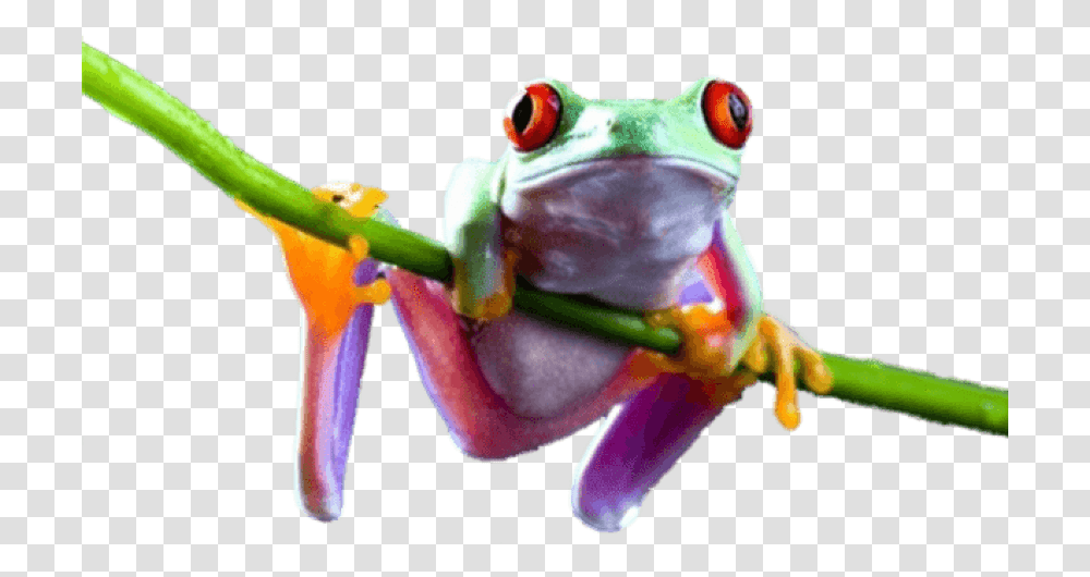 Download Frog Image For Tree Frog Background, Amphibian, Wildlife, Animal, Toy Transparent Png