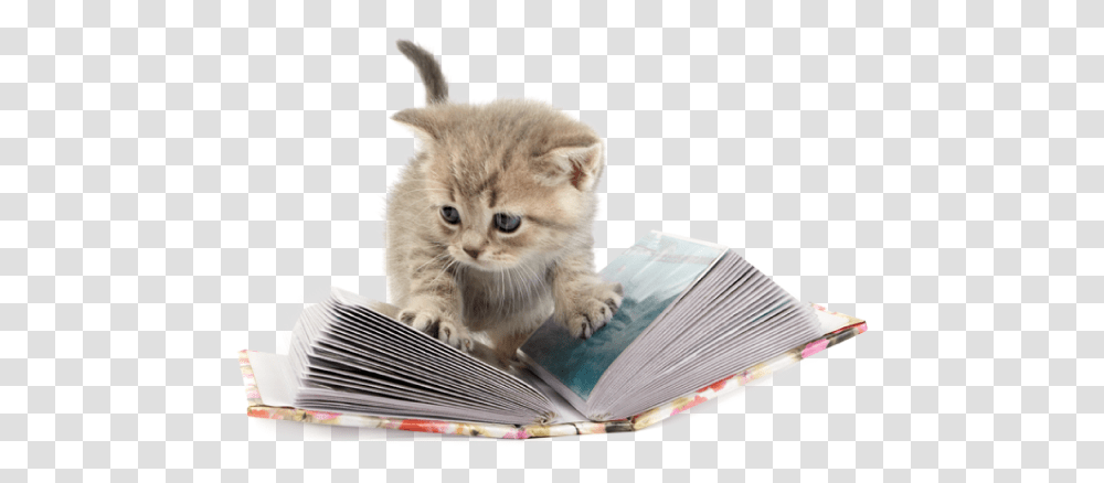 Download From Heart Warming Stories Of Shelter Kittens Kitten, Reading, Mammal, Animal, Cat Transparent Png