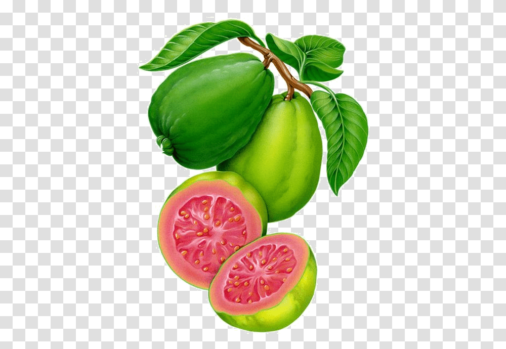 Download Fruit Clipart Guava Watercolor Painting Fruits And Vegetables, Plant, Food, Papaya, Leaf Transparent Png