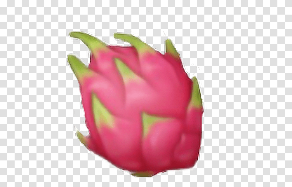 Download Fruit Fruits Pink Green Dragon Nature Emoji Dragon Fruit Emoji Background, Rose, Flower, Plant, Blossom Transparent Png