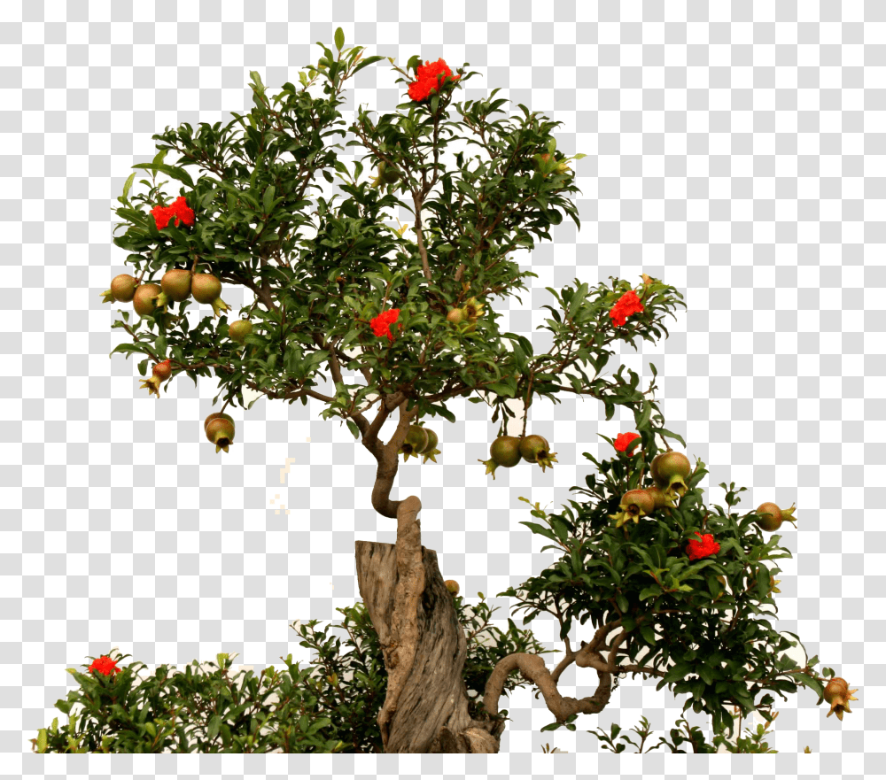 Download Fruit Root Green Pomegranate Tree Background Transparent Png