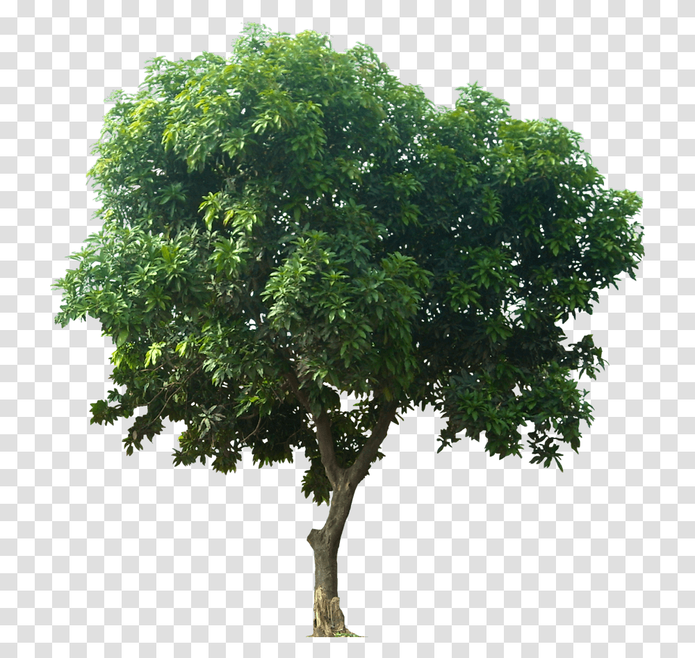Download Fruit Tree Mangifera Indica Tree For Architectural Rendering, Plant, Tree Trunk, Potted Plant, Vase Transparent Png