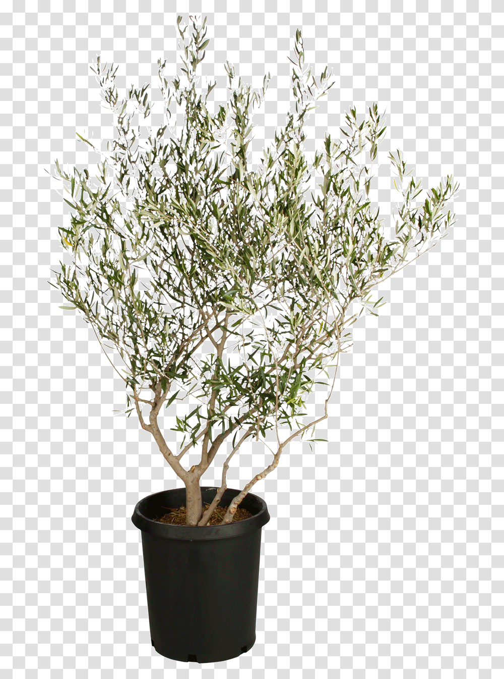Download Fruitless Olive Tree Background Olive Tree, Plant, Food, Vase, Jar Transparent Png