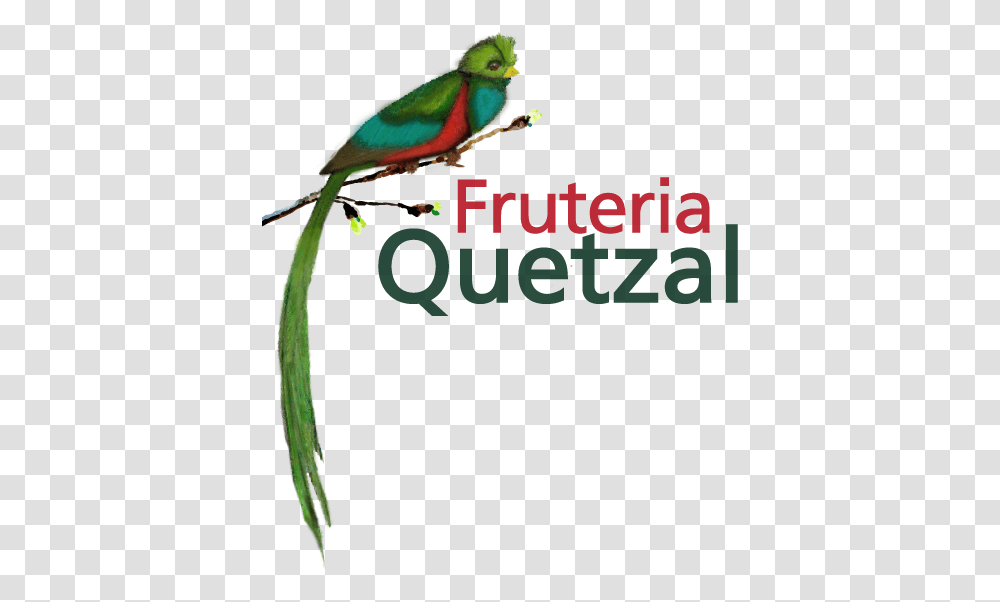 Download Fruteria Quetzal Quetzal, Bird, Animal, Parakeet, Parrot Transparent Png