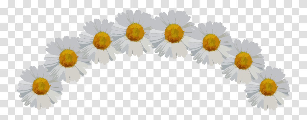 Download Ftestickers Sticker Daisy Flower Crown Full Flower Crown Sticker, Plant, Daisies, Blossom, Petal Transparent Png