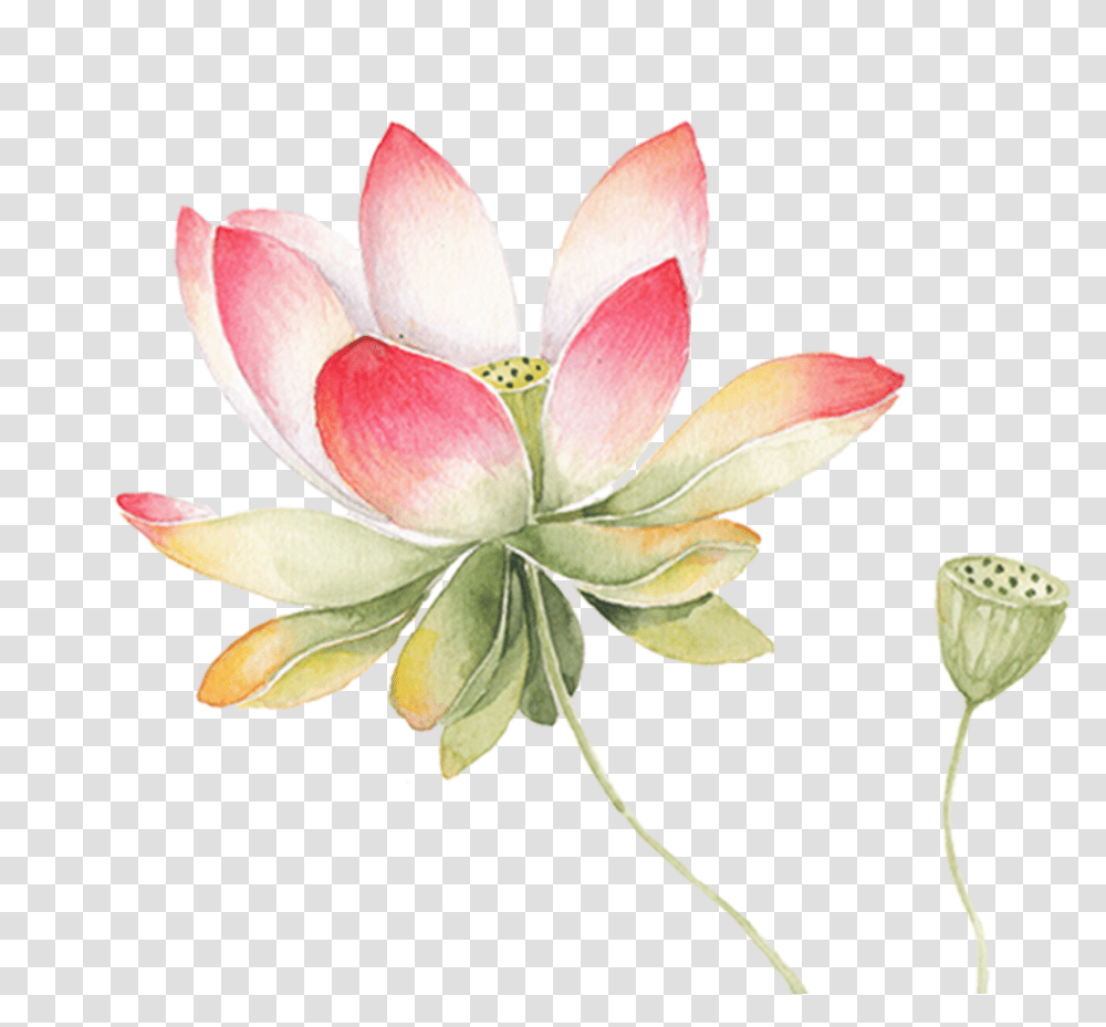 Download Ftestickers Watercolor Flower Lotus Pink Sacred Lotus Flower Watercolor, Plant, Blossom, Lily, Pond Lily Transparent Png