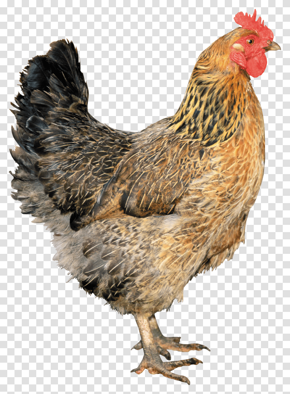 Download Gallo Gallina Animales Chicken Transparent Png