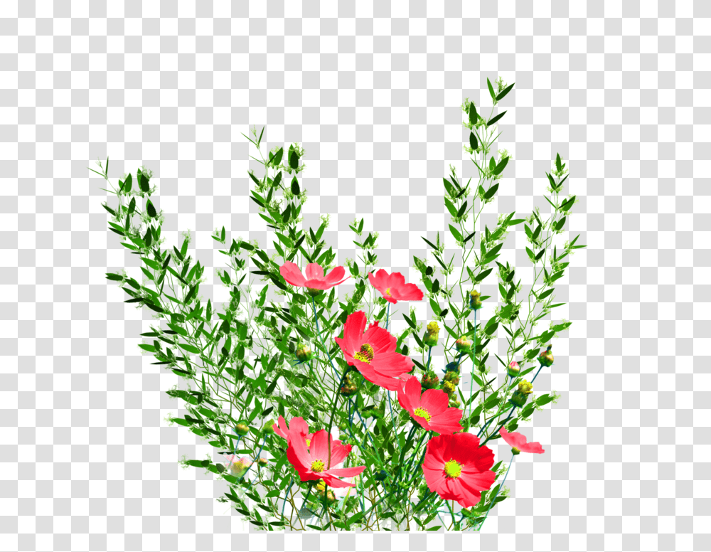 Download Garden Background Image Format Real Flower, Plant, Geranium, Flax, Petal Transparent Png
