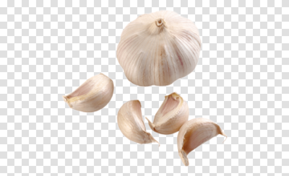 Download Garlic Free Image Garlic, Plant, Fungus, Vegetable, Food Transparent Png