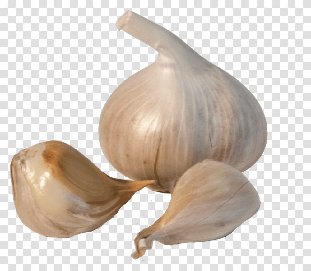 Download Garlic Image Garlic, Plant, Vegetable, Food, Fungus Transparent Png