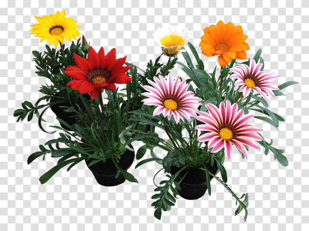 Download Gazania Photos African Daisies, Plant, Treasure Flower, Blossom, Daisy Transparent Png