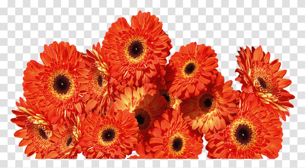 Download Gerbera Flower Uokplrs Flores Naranja, Plant, Daisy, Daisies, Blossom Transparent Png