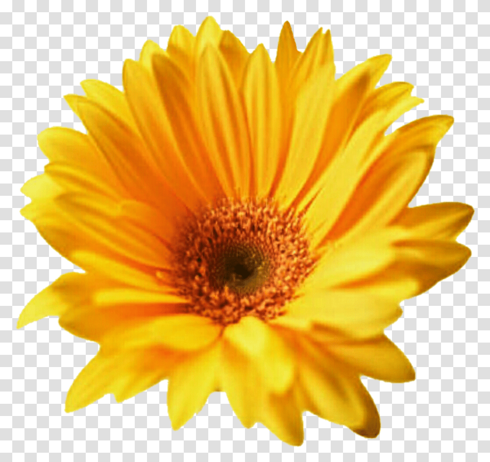 Download Gerbera For Designing Projects Summer Flowers Cut Out, Plant, Blossom, Petal, Daisy Transparent Png