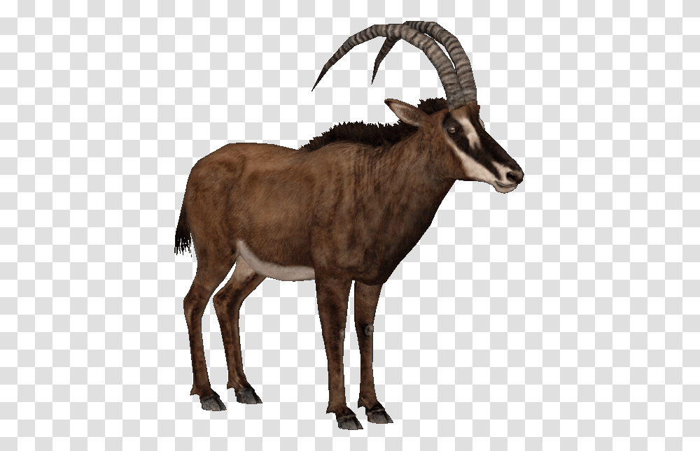 Download Giant Sable Antelope F Antelope, Wildlife, Mammal, Animal, Horse Transparent Png