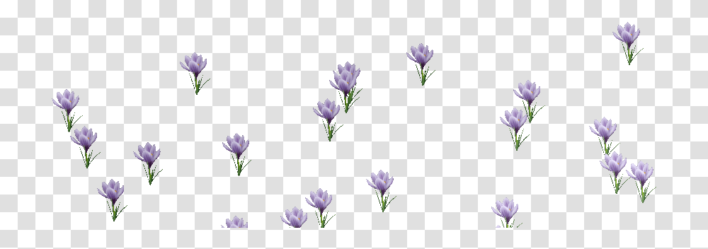 Download Gif Background & Base Animated Flowers Blooming Gif, Plant, Petal, Purple, Daisy Transparent Png