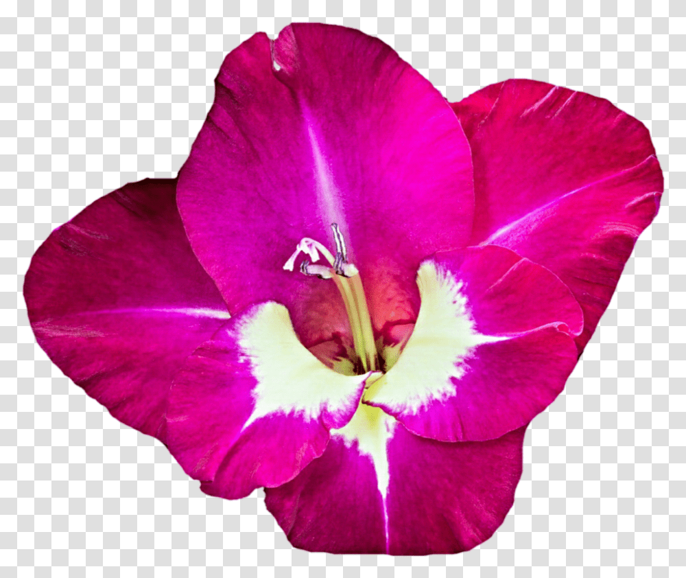 Download Gladiolus Free Download Clip Art Free Gladiolus, Geranium, Flower, Plant, Blossom Transparent Png