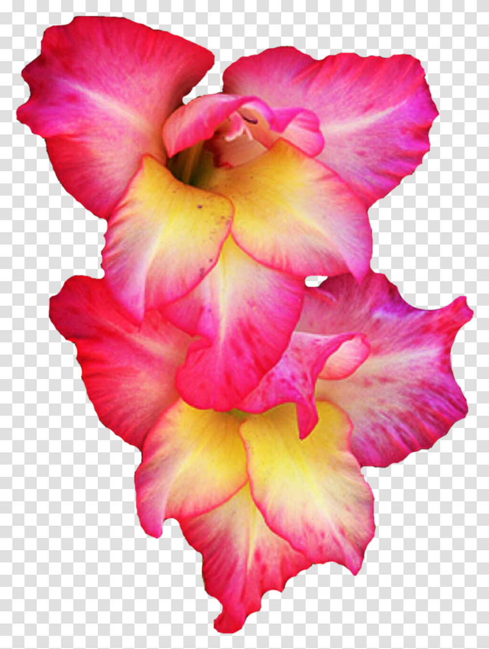 Download Gladiolus Pic 1 240 Gladiolus Clipart, Plant, Flower, Blossom Transparent Png