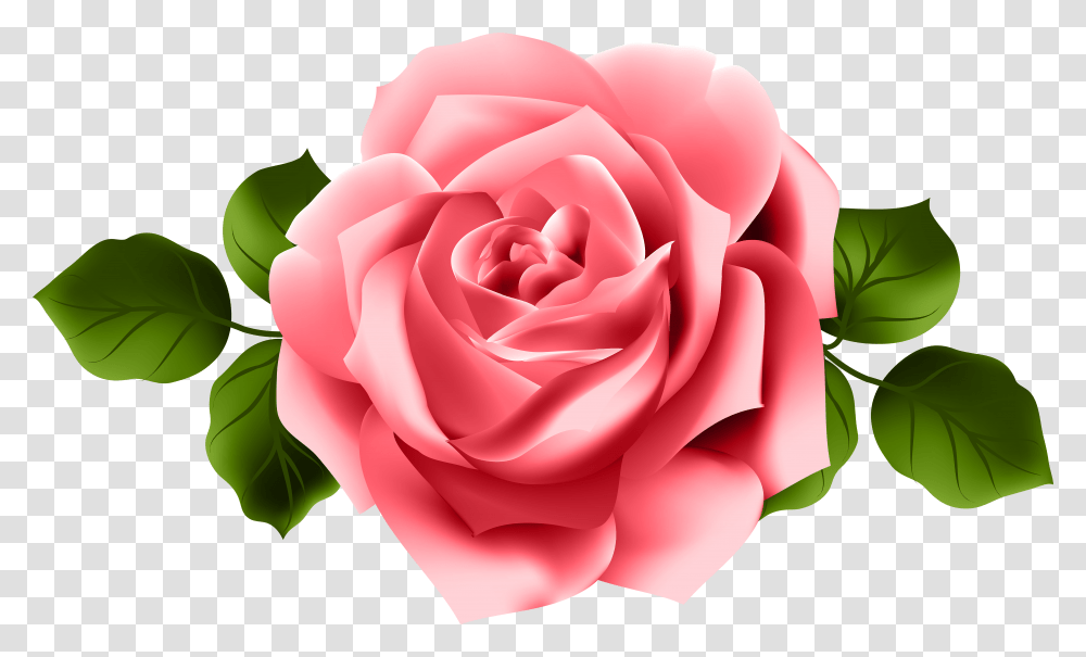 Download Go To Image Pink Red Rose Transparent Png