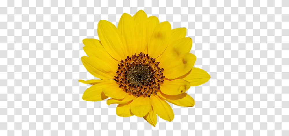 Download Go To Image Sunflower, Plant, Blossom, Daisy, Daisies Transparent Png